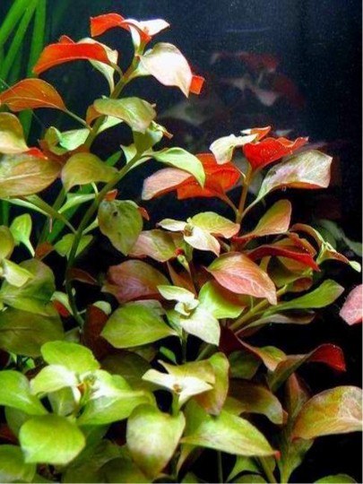 Ludwigia repens Mesacana